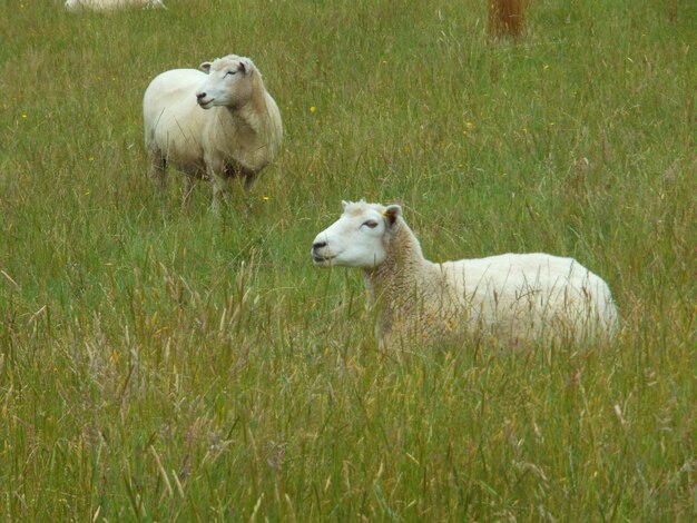 Sheep on field