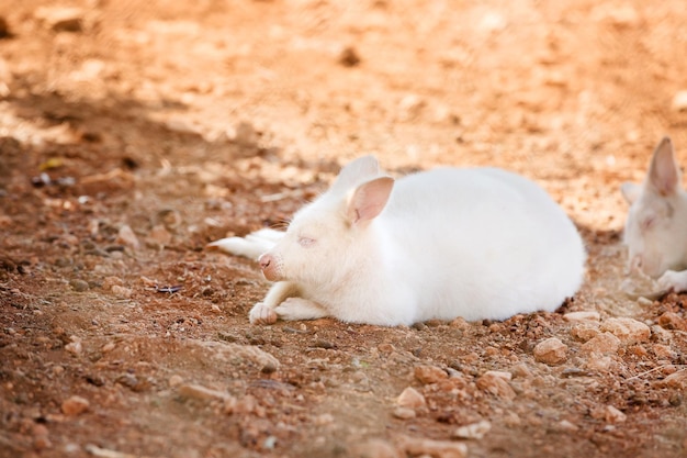 Foto pecore in un campo