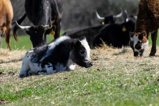 Photo sheep in a field