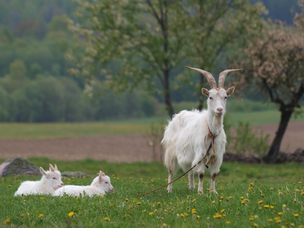 Foto pecore in un campo