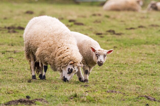 Pecore sul campo