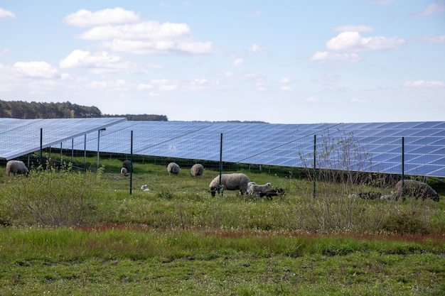 写真 畜産地域における再生可能エネルギーの生成と太陽エネルギー生産における羊の畑