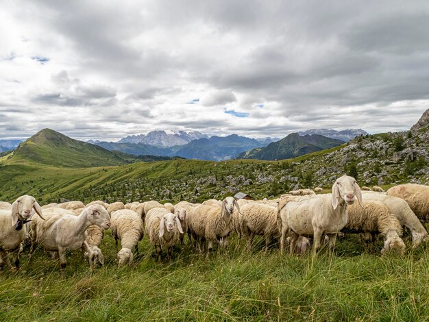 Sheep flock in dolomites mountain