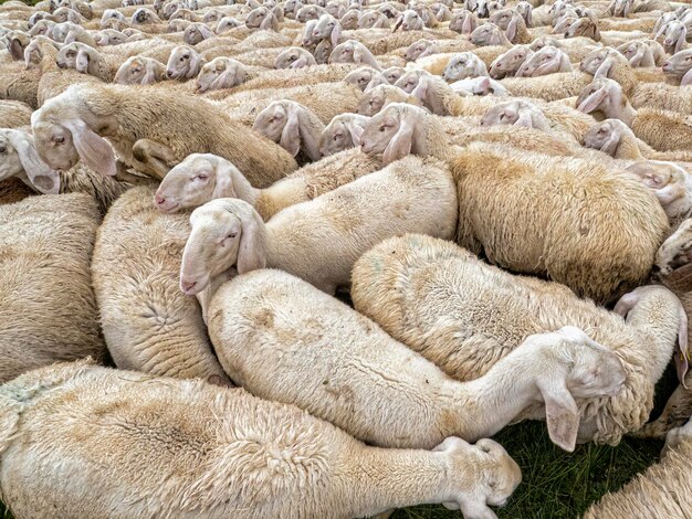 Sheep flock in dolomites mountain