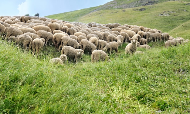 Sheep flock in meadow