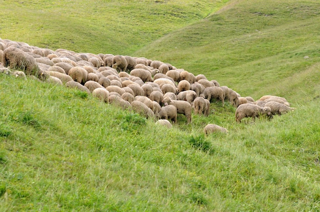 Sheep flock in meadow