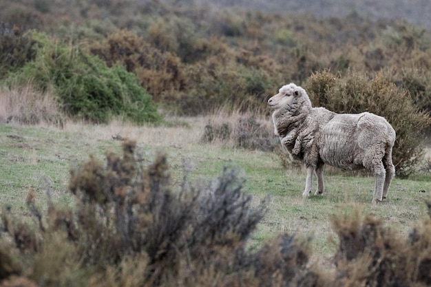 Sheep flock on patagonia grass background