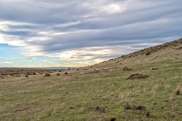 Sheep flock on patagonia grass background