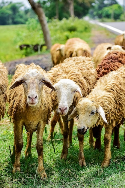 Sheep in flock of some unknown farm in close encounter looking with a curious and inquisitive eyes