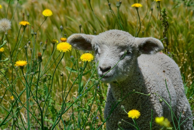 Sheep in flower field, Patagonia, Argentina.