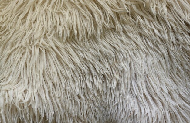 写真 羊の毛皮の質感 白または灰色の動物のパターン 自然の背景