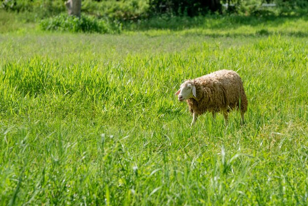 The sheep gathered to eat the long grass in the midst of nature