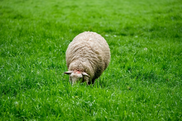 Sheep gazing in green field