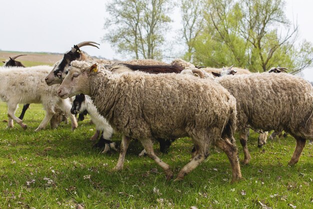 Sheep and goats graze on green grass in spring