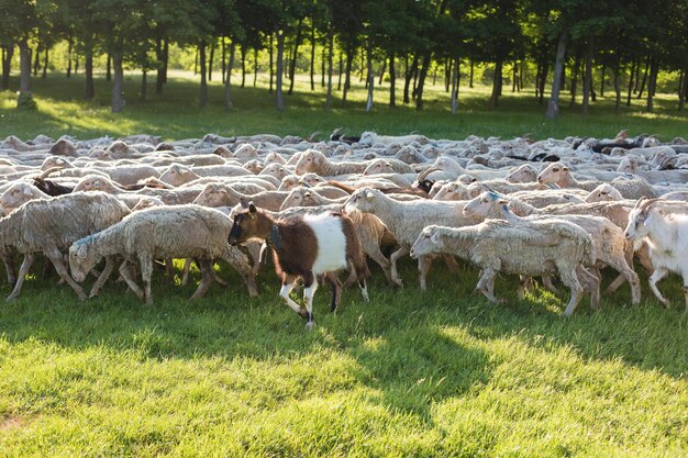 Sheep and goats graze on green grass in spring