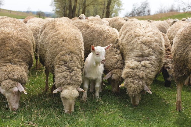 Sheep and goats graze on green grass in spring