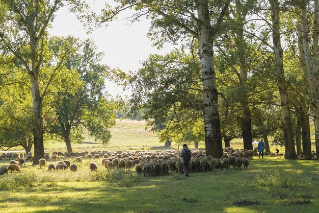 Sheep and goats graze on green grass in spring