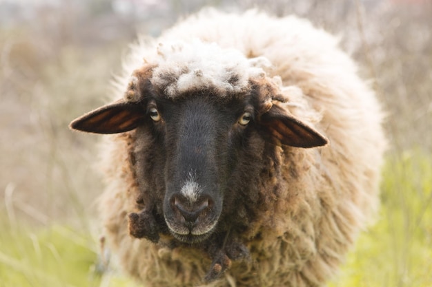 Sheep and goats graze on green grass in spring