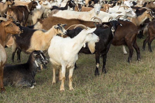 Весной на зеленой траве пасутся овцы и козы