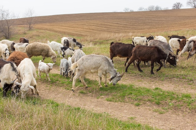 Sheep and goats graze on green grass in spring