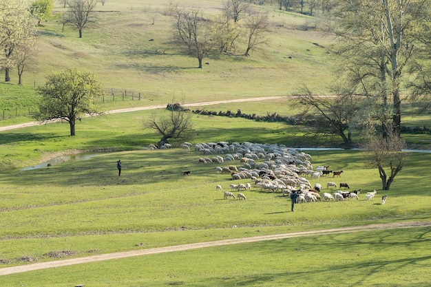 Sheep and goats graze on green grass in spring