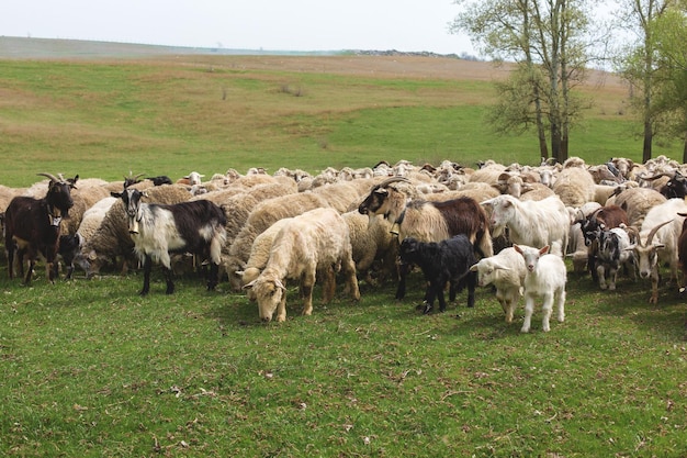 Sheep and goats graze on green grass in spring