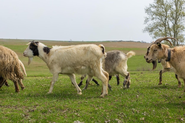 Sheep and goats graze on green grass in spring