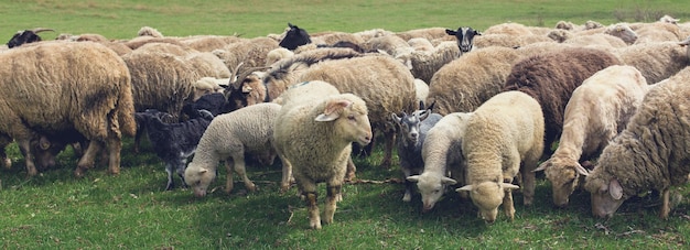 Sheep and goats graze on green grass in spring