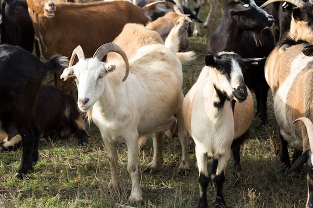 Sheep and goats graze on green grass in spring