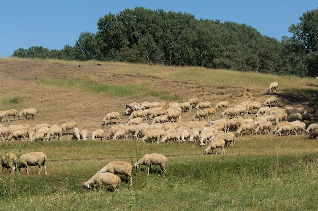 Pecore e capre pascolano sull'erba verde in primavera.