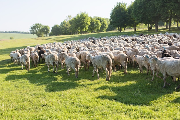 Sheep and goats graze on green grass in spring