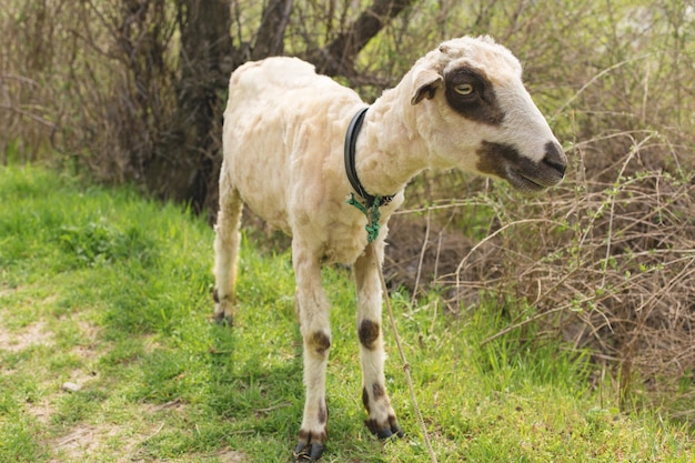 Sheep and goats graze on green grass in spring