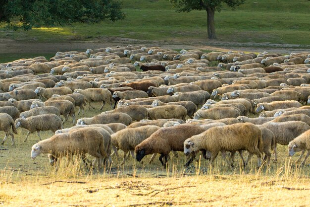 Sheep and goats graze on green grass in spring