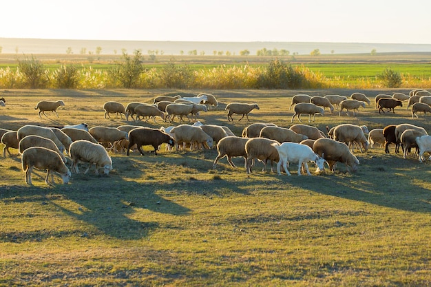 Photo sheep and goats graze on green grass in spring