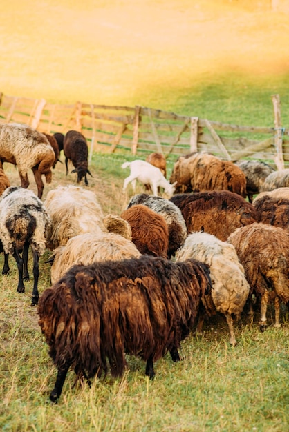 Sheep and goats in the pasture