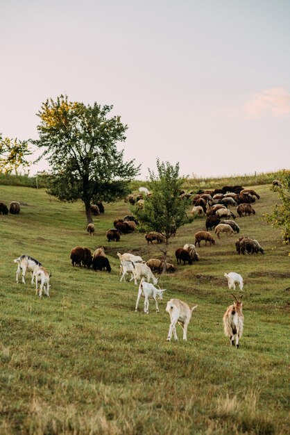 Sheep and goats in the pasture