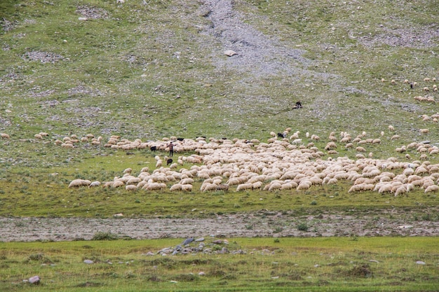 Овцы и козы в долине. Домашний животный мир. Ферма в горах. Большая группа овец.