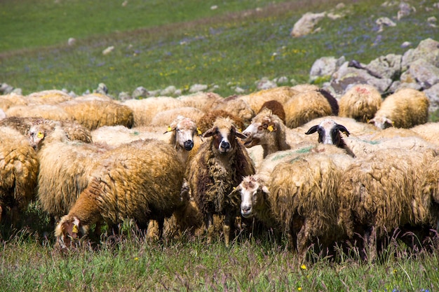 Sheep and goats in the valley. Domestic animal life. Farm in mountains. Large group of sheep.