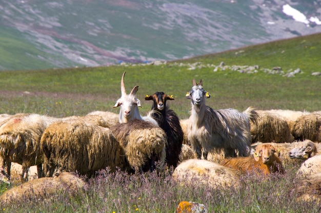 Sheep and goats in the valley. Domestic animal life. Farm in mountains. Large group of sheep.