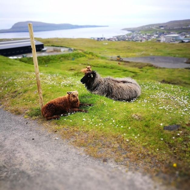 Photo sheep on grass by mountain against sky