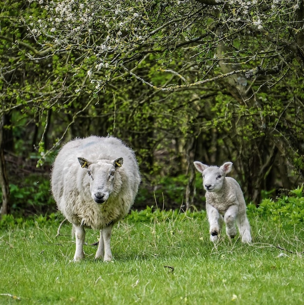 Foto pecore sul paesaggio erboso