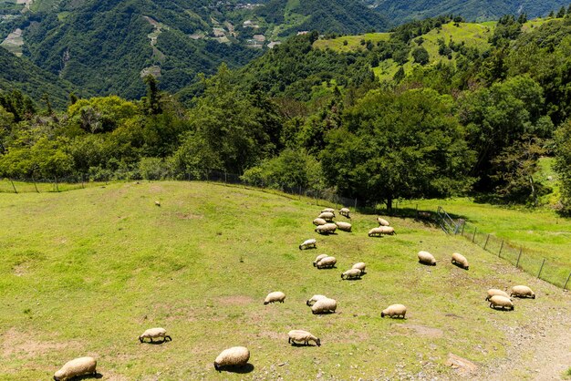 Photo sheep over the grassland in cingjing farm of nantou in taiwan