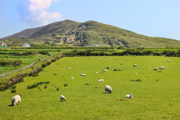 Sheep on grassy field against mountains