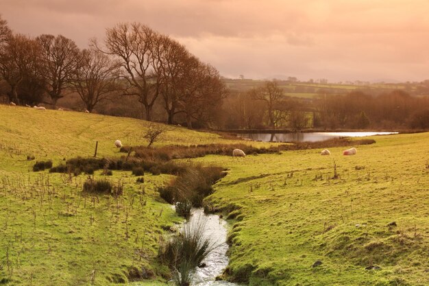 Photo sheep on grassy field during sunrise