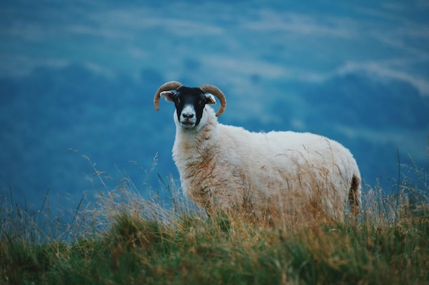 Foto pecore sul campo erboso