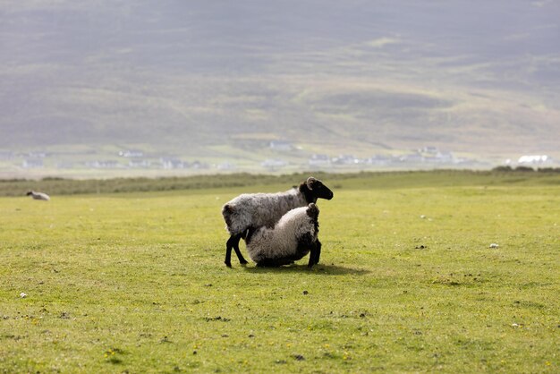 Sheep on grassy field