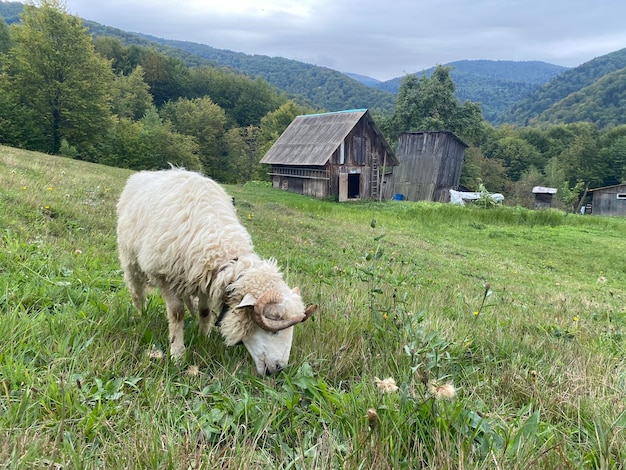 Sheep graze on a hill near a small hut Ukraine Carpathian Mountains