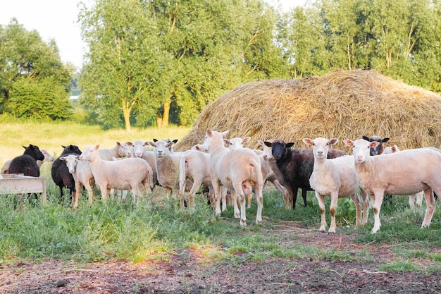 Sheep graze in a meadow on green grass near a haystack