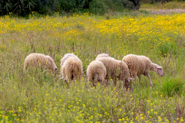 Sheep graze in a meadow