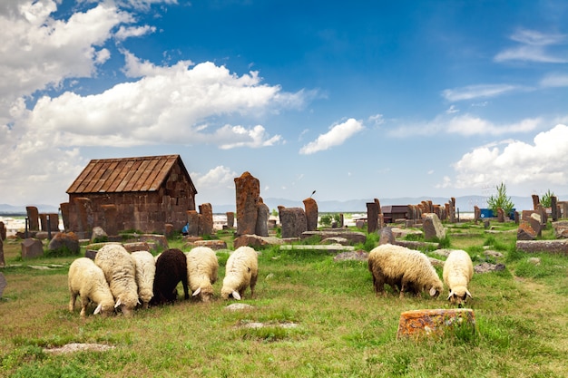 Photo sheep graze in noratus